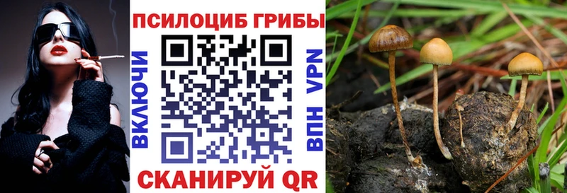 Псилоцибиновые грибы Cubensis  Чернушка 